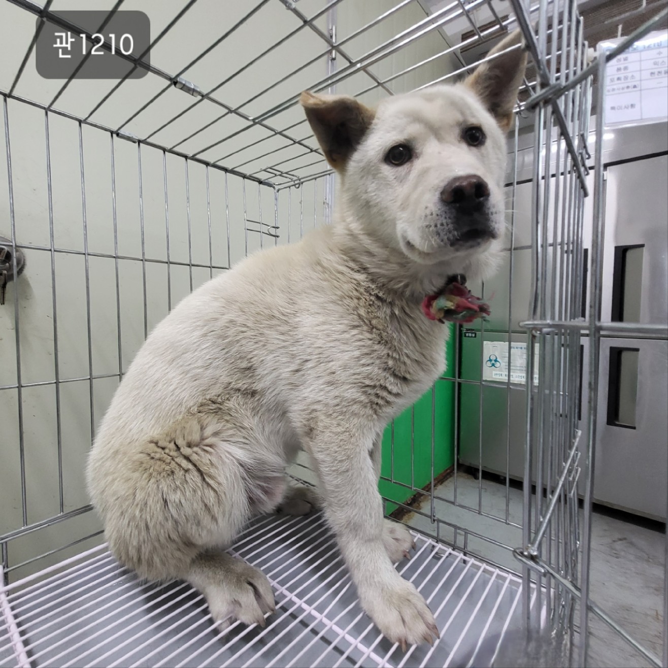 고양시동물보호센터_441394202301210